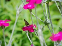 赤花にキッス