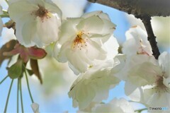 汐入八重桜 朱雀～ⅲ