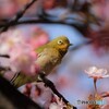 ５年前のサクジロー