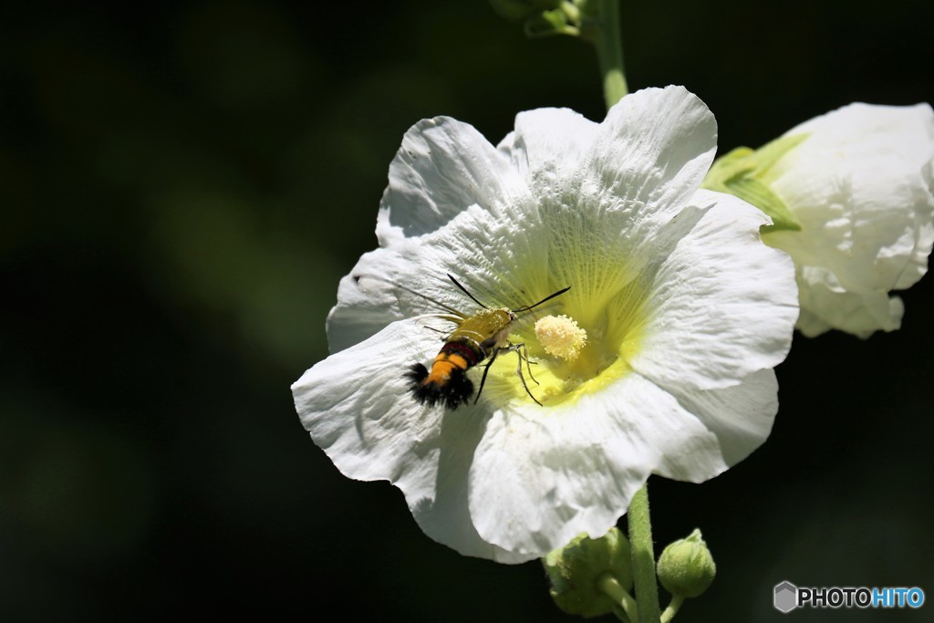 季節の花に魅せられて、、、③