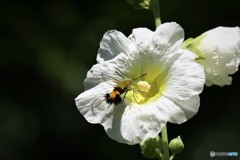 季節の花に魅せられて、、、③