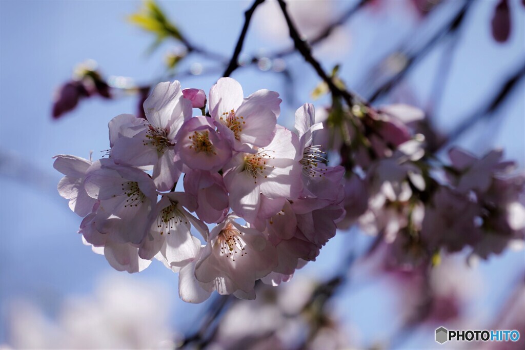 桜便り～xxxviii