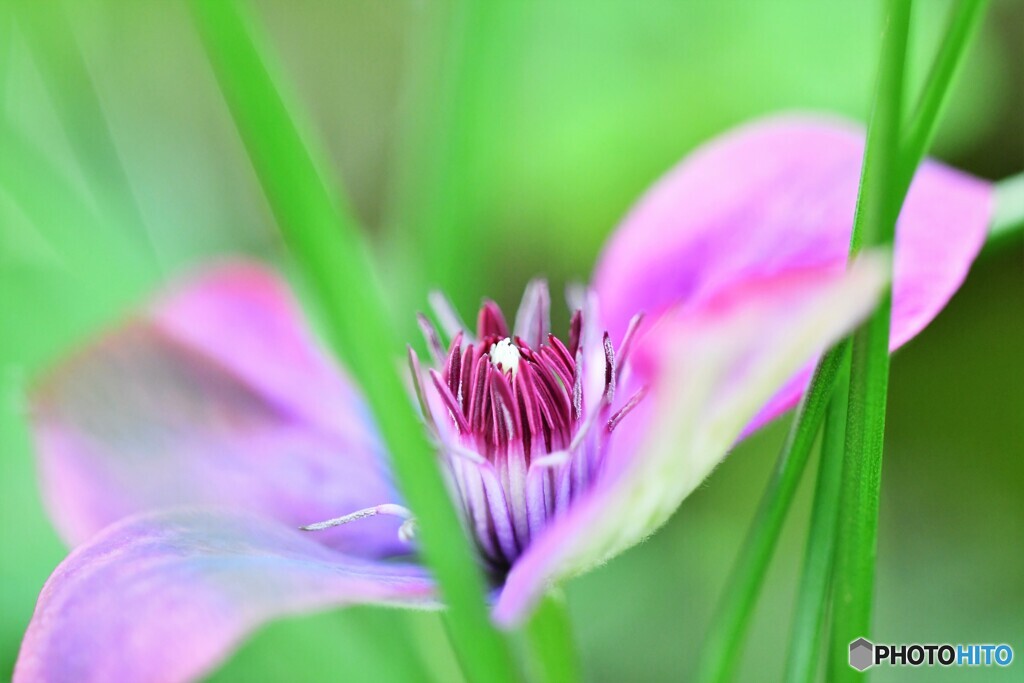 季節外れの花
