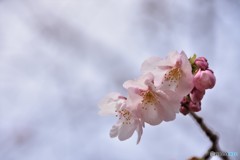 汐入公園オオカン桜２０１８ⅱ