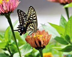 美味いよ～、、、。