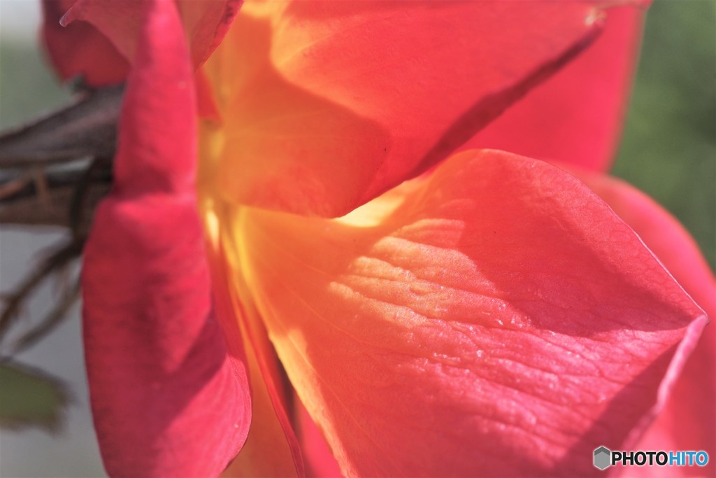 冬の薔薇、、、。