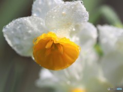 雨上がり～Ⅱ