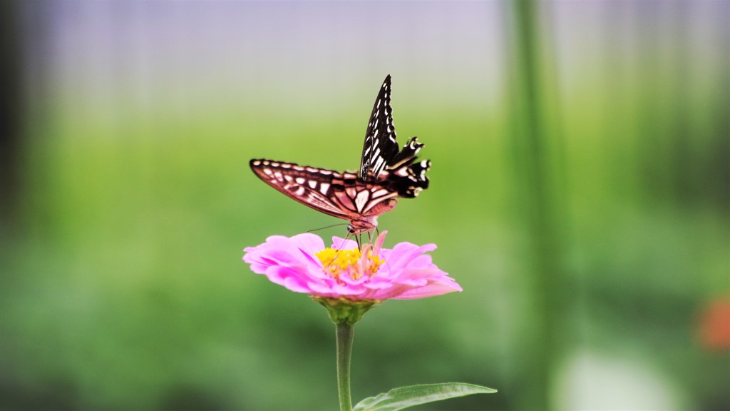 晩夏の舞う～①