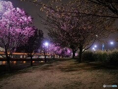 汐入夜桜～ⅴ