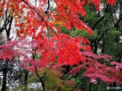 上野の森の紅葉