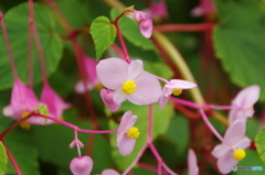 旅の花
