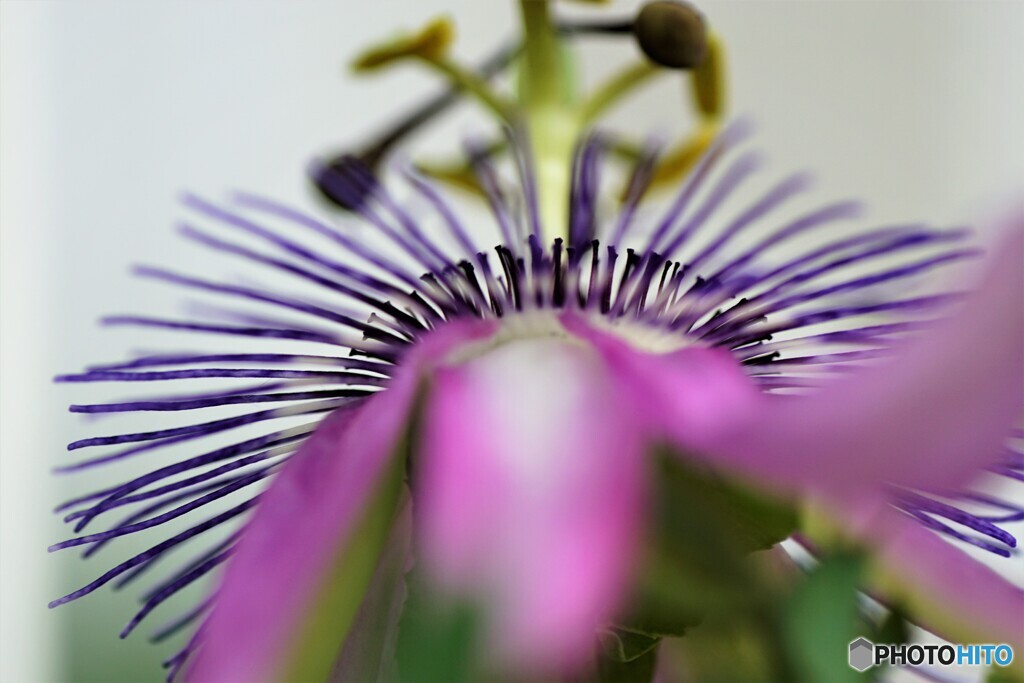 Passiflora ‘Amethyst’