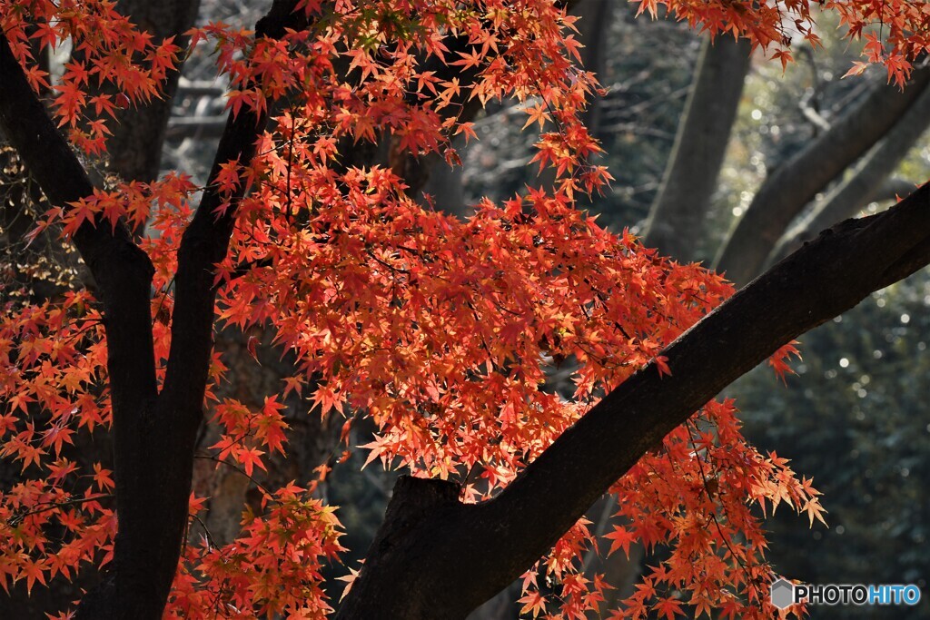 狭間の輝き～ⅱ
