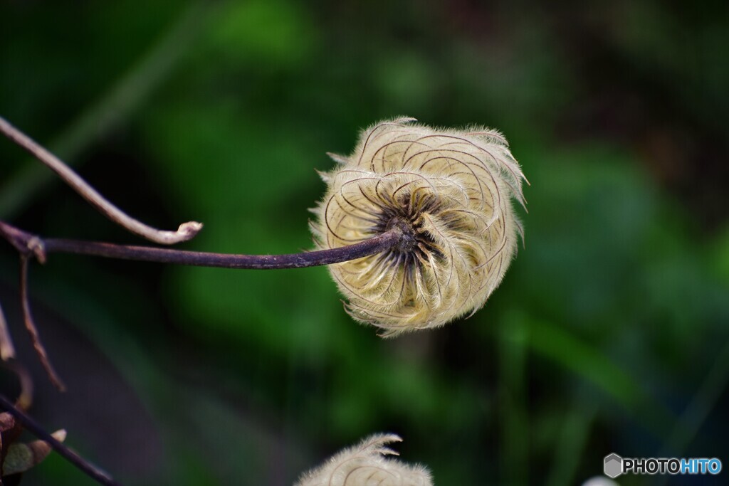 枯れ姿、、、。