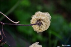 枯れ姿、、、。