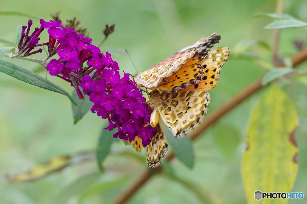 好きだよ～Ⅱ、、、。