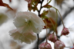 卯月桜ーフゲンゾウー１