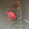 薔薇の誘惑