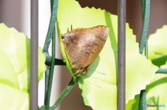 ムラサキツバメシジミ－２