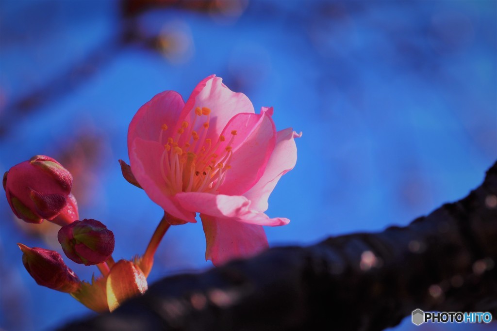 汐入、河津桜ⅱ