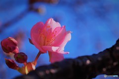 汐入、河津桜ⅱ