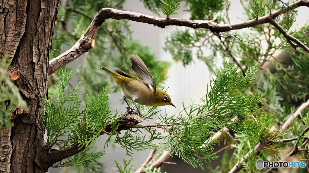 メジロ飛び出し、、、。