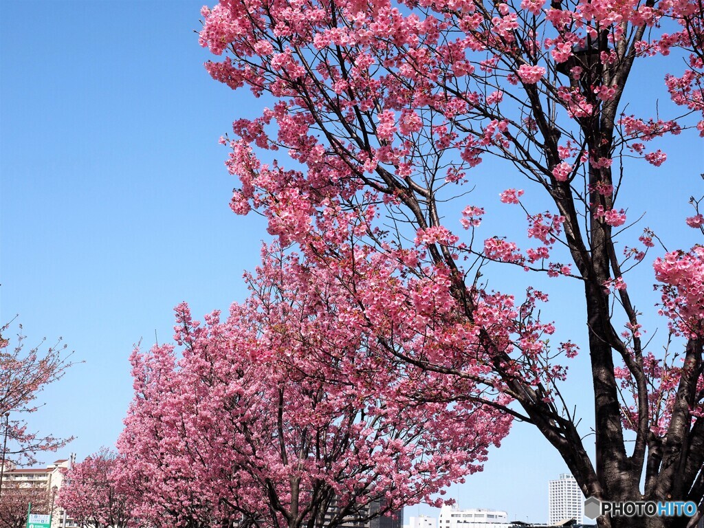 ２０２１陽光桜便り～②