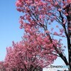 ２０２１陽光桜便り～②