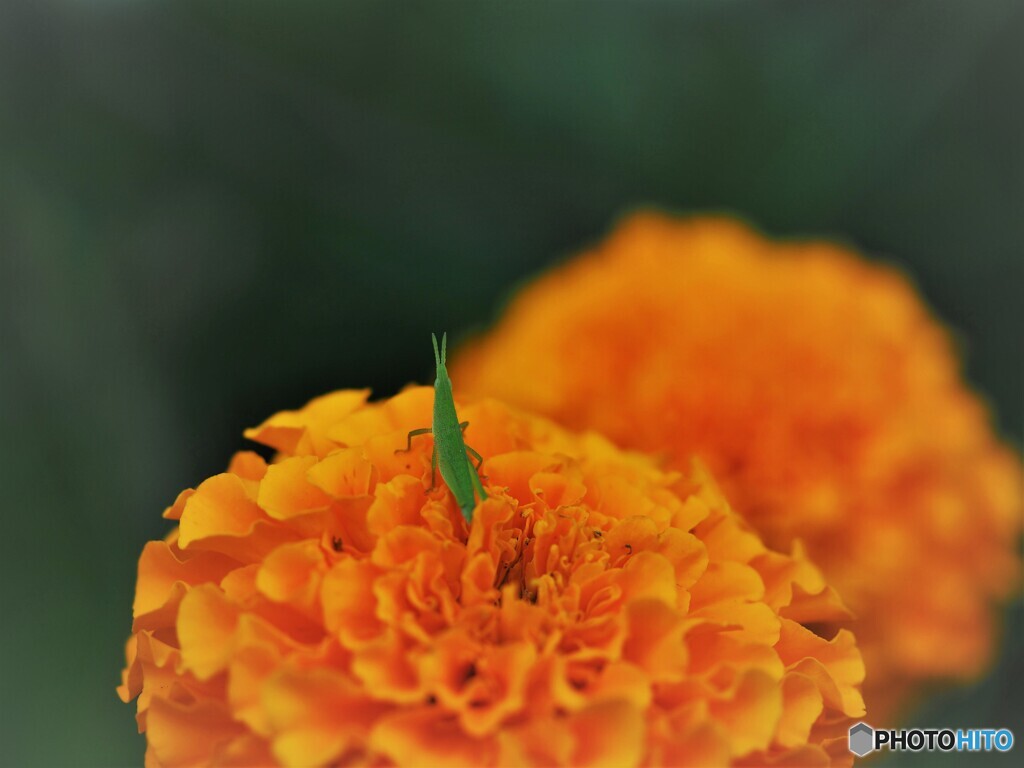パートナー探し