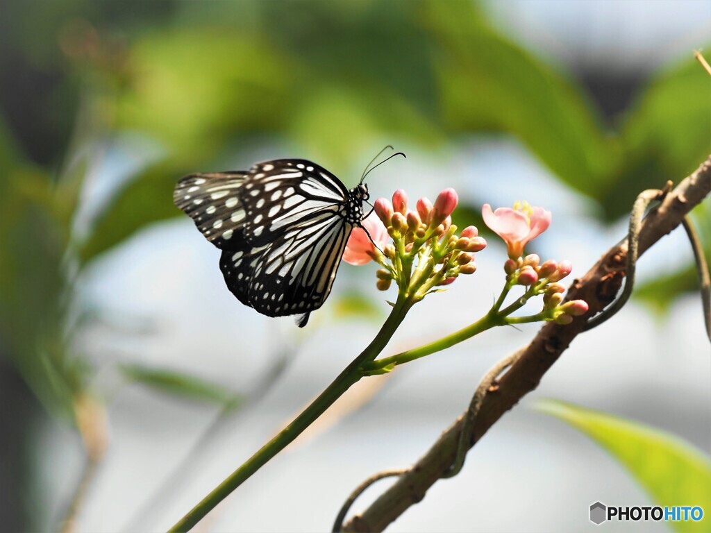 生物園２０２２～ⅷ