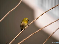 鶯じゃね～メジロだよ。