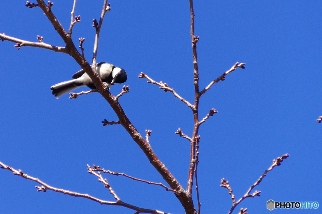 街中のシジュウカラー３