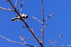 街中のシジュウカラー３