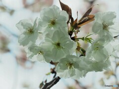 朱雀桜