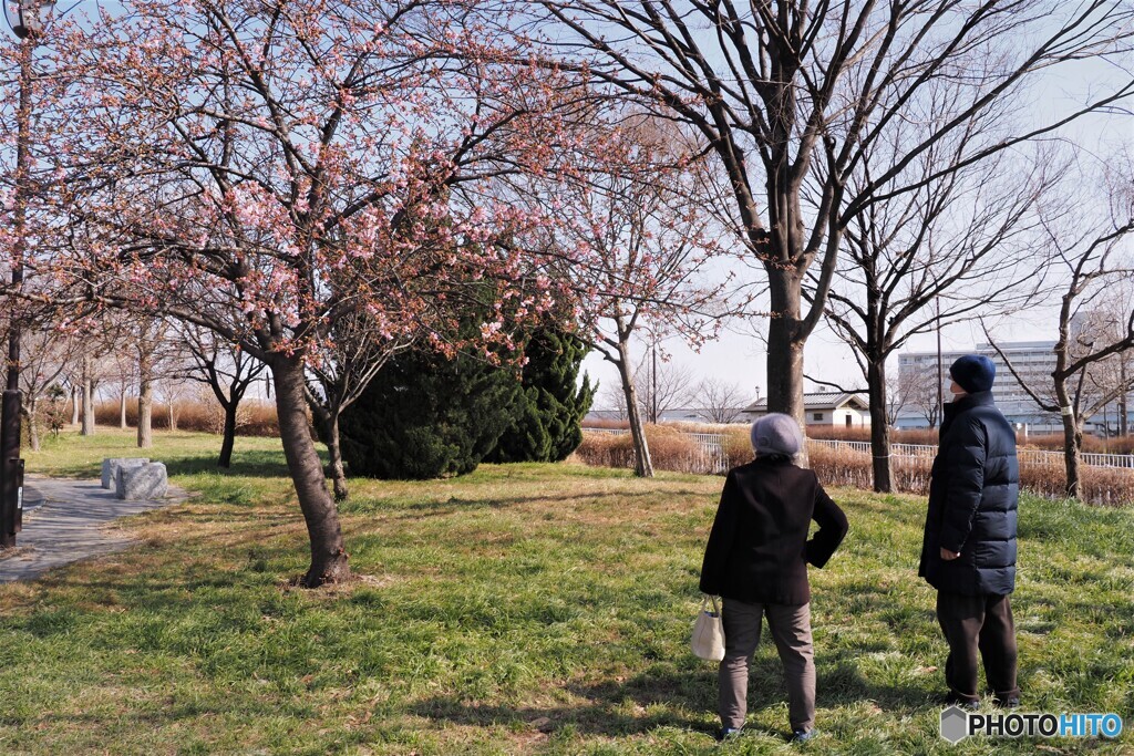 ２０２１桜だより～ⅵ