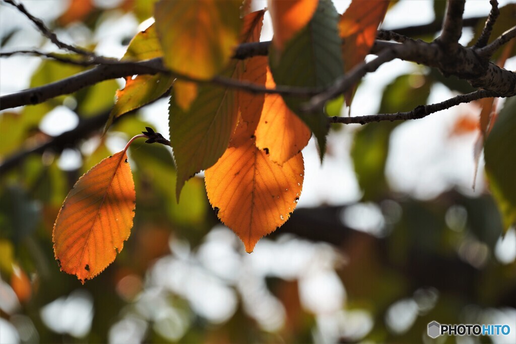 桜の紅葉～大島桜