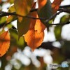 桜の紅葉～大島桜