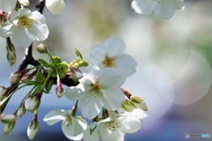 平成最後を咲く桜達～xvii