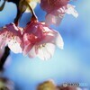 令和を咲く～Ⅳ