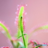 Ｄｒｏｓｅｒａ－２