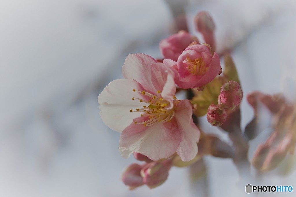 汐入、河津桜ⅶ