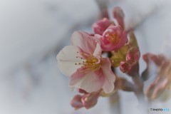 汐入、河津桜ⅶ