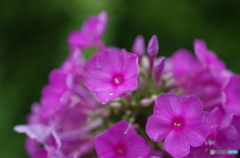 水無月花ー15