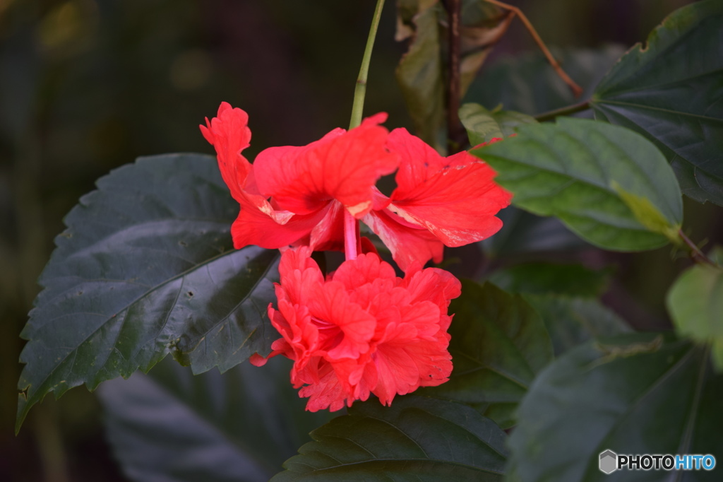 長月花ー14
