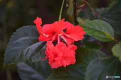 長月花ー14