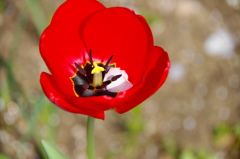 チューリップ －（５）