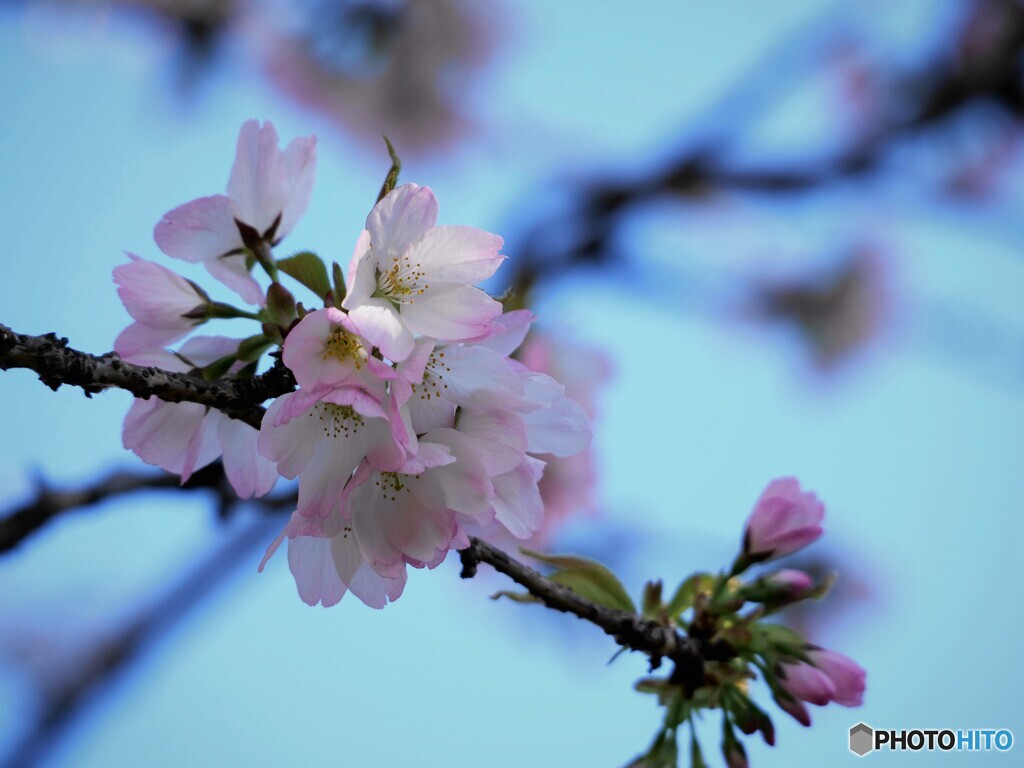 ２０２１桜前線～ⅹ