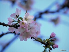 ２０２１桜前線～ⅹ