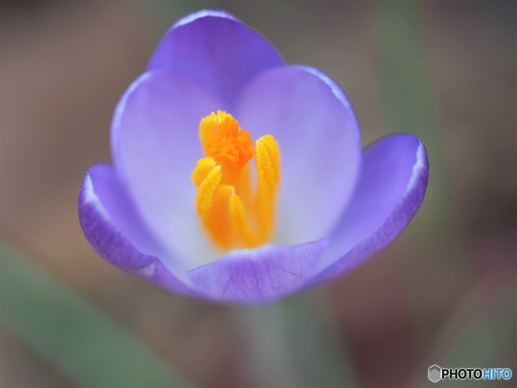 春の扉