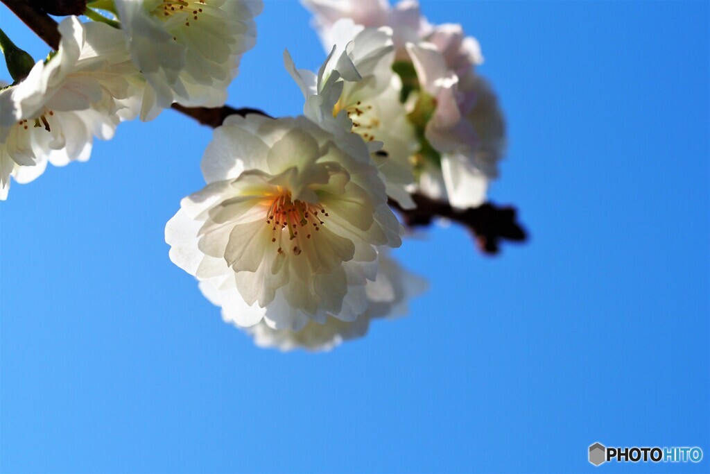 初冬の桜。